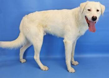 KAM -  Great Pyrenees and Mixed Breed Dog for Adoption in Colorado Springs, Colorado - KAM | PetCurious