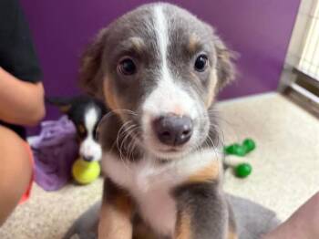 Australian Shepherd Dogs Available for Adoption in Ames, Iowa - PEPPERCORN | PetCurious