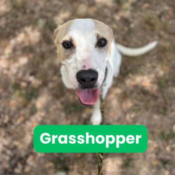 Rescue Pit Bull Terrier and Labrador Retriever Dogs for Adoption in Houston, Texas - Grasshopper | PetCurious