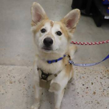 Ace - Playful and Outgoing Youngster -  Shepherd and Spitz Dog for Adoption in League City, Texas - Ace - Playful And Outgoing Youngster | PetCurious