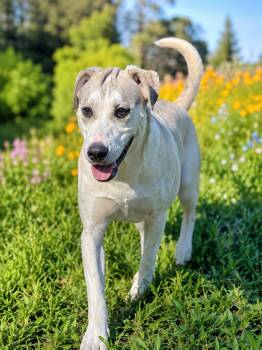 BUTTERBEAN -  Husky Dog for Adoption in Fosters, Alabama - BUTTERBEAN | PetCurious