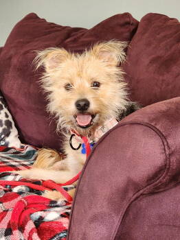 Rescue Shepherd and Poodle Dogs for Adoption in Bothell, Washington - Cutie Pie | PetCurious