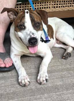 LEO -  Hound Dog for Adoption in Pegram, Tennessee - LEO | PetCurious