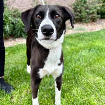 Rescue Mixed Breed Dogs for Adoption in Great Falls, Montana - Doc | PetCurious
