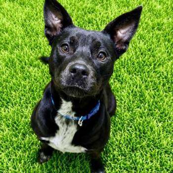 Athena -  Pit Bull Terrier Dog for Adoption in Battle Creek, Michigan - Athena | PetCurious