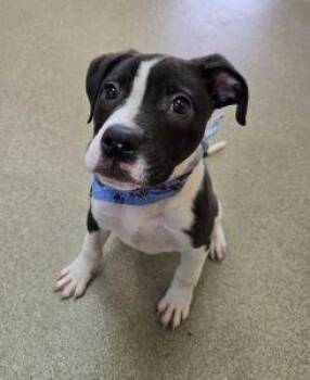 Boxer and Beagle Dogs Available for Adoption - Max | PetCurious