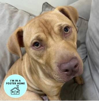 Pit Bull Terrier Dogs Available for Adoption - Everest | PetCurious
