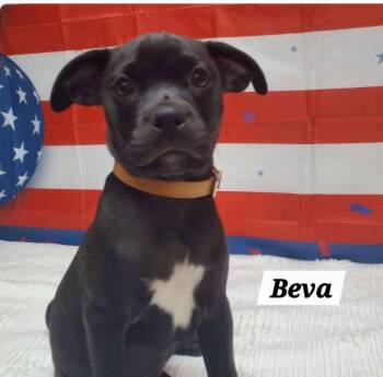 Beva -  French Bulldog and Pug Dog for Adoption in Urbana, Ohio - Beva | PetCurious
