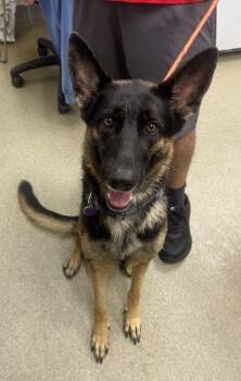 Lady -  German Shepherd Dog and Mixed Breed Dog for Adoption in Palm Coast, Florida - Lady | PetCurious