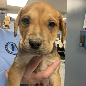 Shepherd and Mixed Breed Dogs Available for Adoption - Frank | PetCurious