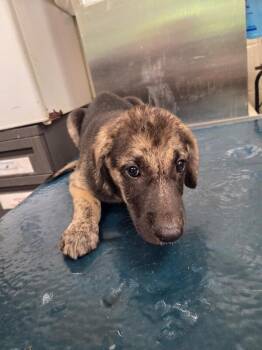 Jacque -  Mixed Breed Dog for Adoption in Mobile, Alabama - Jacque | PetCurious