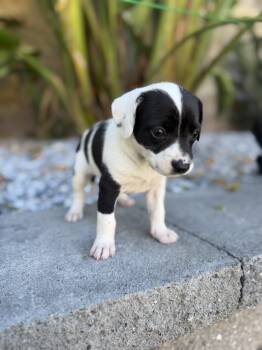 BAJA BLAST -  Labrador Retriever and Beagle Dog for Adoption in Discovery Bay, California - BAJA BLAST | PetCurious