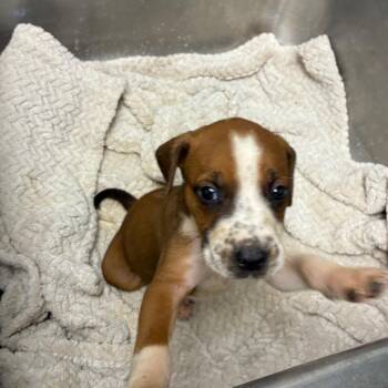 Pudding -  Hound and Boxer Dog for Adoption in Birmingham, Alabama - Pudding | PetCurious