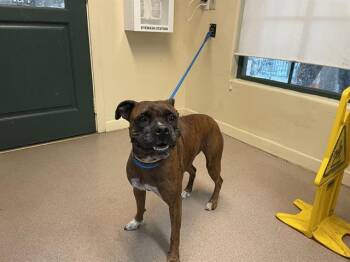 Rescue Boxer Dogs for Adoption in Pasadena, California - ROSIE | PetCurious