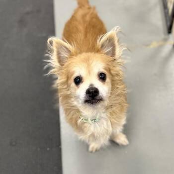 Mixed Breed Dogs Available for Adoption - Butter | PetCurious