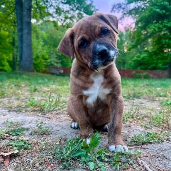Mixed Breed Dogs Available for Adoption in Fredericksburg, Virginia - Ovey | PetCurious