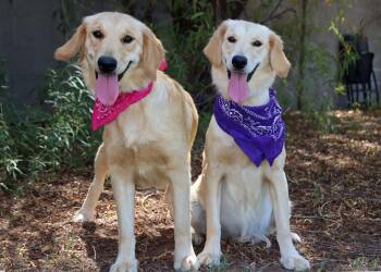 Lacey -  Golden Retriever and English Setter Dog for Adoption in Glendale, Arizona - Lacey | PetCurious
