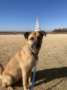 Anatolian Shepherd Dogs Available for Adoption in Winter Park, Colorado - Sam | PetCurious