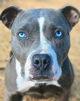 STELLA -  American Staffordshire Terrier and Bulldog Dog for Adoption in Flint, Michigan - STELLA | PetCurious