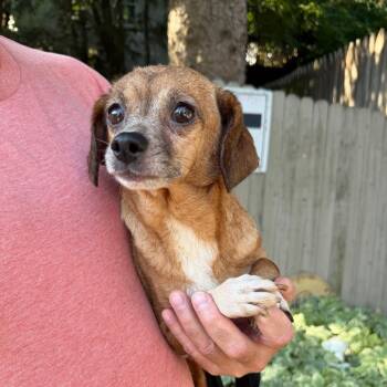 Fuzzwick -  Chihuahua Dog for Adoption in Chester Springs, Pennsylvania - Fuzzwick | PetCurious
