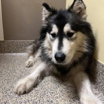 Alaskan Malamute and Mixed Breed Dogs Available for Adoption - Zeke | PetCurious