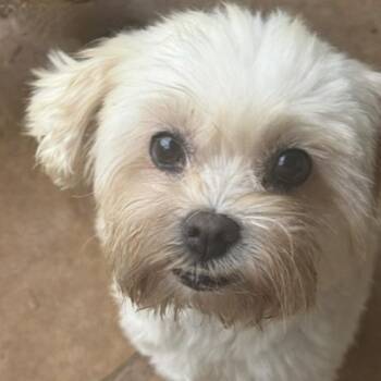 Miniature Schnauzer and Shih Tzu Dogs Available for Adoption in Norwalk, Connecticut - ELOISE | PetCurious