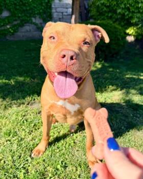 Richie -  Pit Bull Terrier Dog for Adoption in Buffalo, New York - Richie | PetCurious