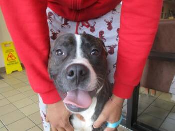 Staffordshire Bull Terrier Dogs Available for Adoption - BINGO | PetCurious