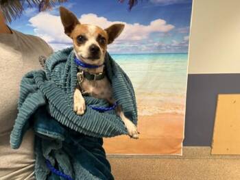 TOBY -  Chihuahua Dog for Adoption in Doral, Florida - TOBY | PetCurious
