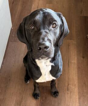 Labrador Retriever Dogs Available for Adoption - Odie | PetCurious