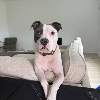 American Staffordshire Terrier and Pit Bull Terrier Dogs Available for Adoption - Draco  | PetCurious