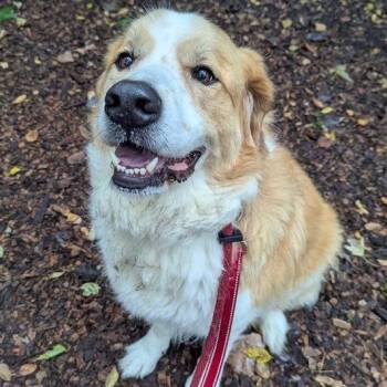 Eevie -  Great Pyrenees Dog for Adoption in Indianapolis, Indiana - Eevie | PetCurious