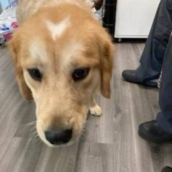 Golden Retriever and Mixed Breed Dogs Available for Adoption in York, Pennsylvania - YORK-Stray-15435 | PetCurious