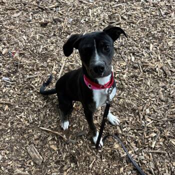 Charlie -  Mixed Breed Dog for Adoption in Briarcliff Manor, New York - Charlie | PetCurious