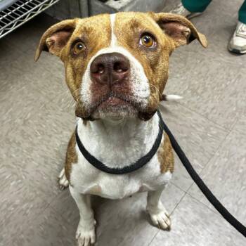 Mia Thermopolis Princess of Genovia -  Pit Bull Terrier Dog for Adoption in Birmingham, Alabama - Mia Thermopolis Princess Of Genovia | PetCurious