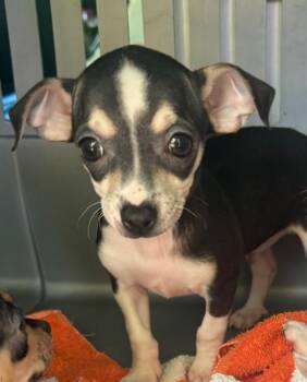 Chihuahua Dogs Available for Adoption in Bolivar, Missouri - Tad | PetCurious