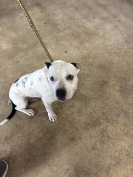 Dozer -  Pit Bull Terrier and Mixed Breed Dog for Adoption in Gainesville, Florida - Dozer | PetCurious
