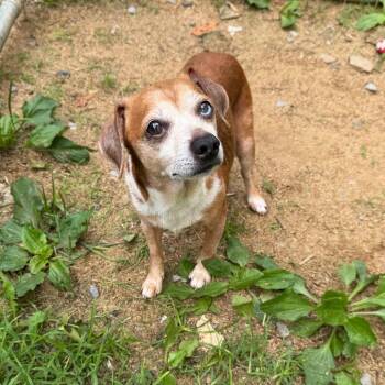 Timmy -  Chihuahua and Mixed Breed Dog for Adoption in Fairmont, West Virginia - Timmy | PetCurious