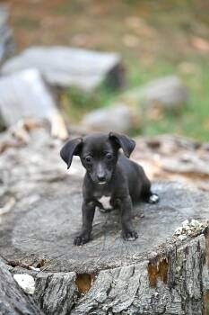 June Bug -  Dachshund and Rat Terrier Dog for Adoption in Falmouth, Maine - June Bug | PetCurious