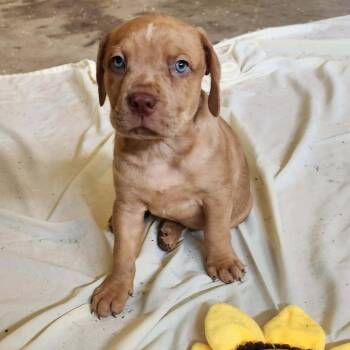 Dylan -  American Staffordshire Terrier and Mixed Breed Dog for Adoption in Ferndale, Michigan - Dylan | PetCurious