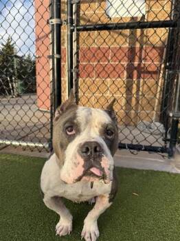 Rescue American Staffordshire Terrier and Mixed Breed Dogs for Adoption in Hutchinson, Kansas - Gladiator | PetCurious