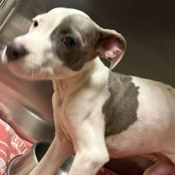 Simon -  Mixed Breed Dog for Adoption in Asheville, North Carolina - Simon | PetCurious