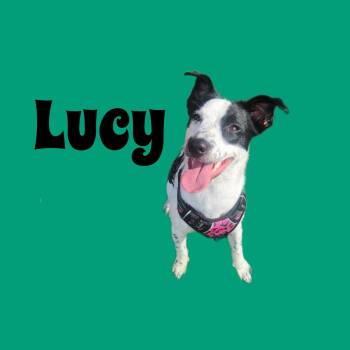 Rescue Pit Bull Terrier and Miniature Schnauzer Dogs for Adoption in Pantego, Texas - Lucy | PetCurious
