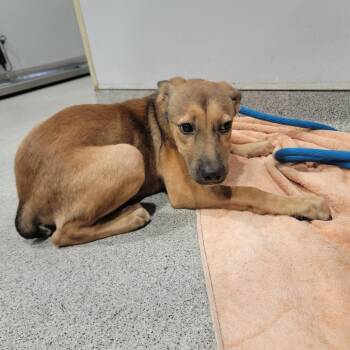 Chelsea -  Shepherd and Black Mouth Cur Dog for Adoption in Tampa, Florida - Chelsea | PetCurious
