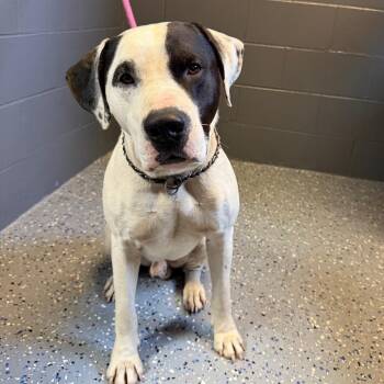 Pit Bull Terrier and Labrador Retriever Dogs Available for Adoption in Tuscaloosa, Alabama - TUSC-Stray-84254 | PetCurious