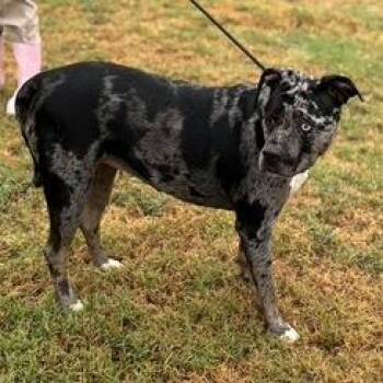 Catahoula Leopard Dog Dogs Available for Adoption in Ferndale, Michigan - Ariel | PetCurious