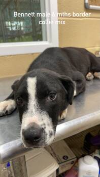 Bennett -  Border Collie Dog for Adoption in Fort Payne, Alabama - Bennett | PetCurious