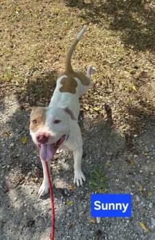 Sunny -  Staffordshire Bull Terrier and Mixed Breed Dog for Adoption in Clinton, Missouri - Sunny | PetCurious