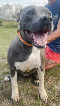 Rescue Pit Bull Terrier Dogs for Adoption in Troy, Alabama - Tulip | PetCurious