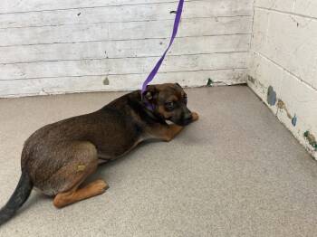 Rescue Pit Bull Terrier and Mixed Breed Dogs for Adoption in San Bernardino, California - MOOSE | PetCurious